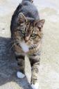 cat-tabby-feline-domestic-striped-663343.jpg