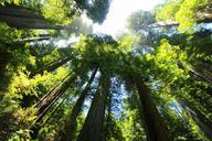 sequoia-forest-redwood-274158.jpg