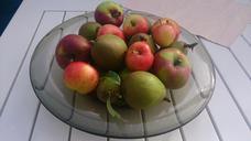 apples-pear-medelpadsgatan-499141.jpg