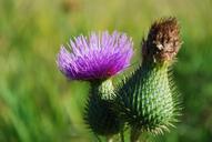 weed-barb-wild-plant-flower-plant-950340.jpg