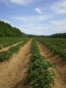 potato-fields-agriculture-farming-71352.jpg