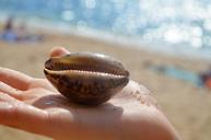 shell-sea-seashells-sand-vacation-1042060.jpg