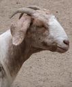 billy-goat-domestic-pet-horns-1569283.jpg