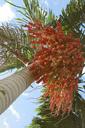 coconut-tree-sol-clouds-nature-1171561.jpg