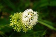 Wildflowers-of-Shenandoah.jpg