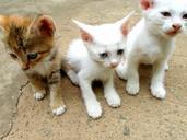 cats-kittens-animals-mammals-baby-205606.jpg