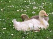 geese-daisies-meadow-yellow-645813.jpg