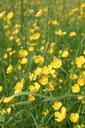 buttercup-pointed-flower-yellow-785276.jpg