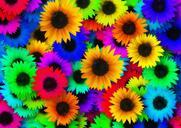 sunflower-colorful-color-pop-art-139535.jpg