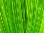 grass-leaves-green-plant-leaf-569250.jpg