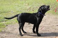 dog-retriever-animal-black-puppy-641126.jpg