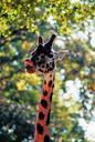 giraffe-zoo-animal-pattern-mammal-1002672.jpg