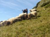 flock-of-sheep-mountain-sheep-1203907.jpg