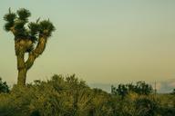 joshua-tree-desert-nature-875433.jpg