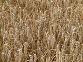 Wheat-8844.jpg