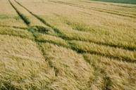 fields-grass-tracks-country-691972.jpg