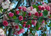 cherry-blossoms-springtime-spring-1384969.jpg