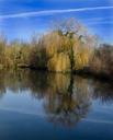 willow-tree-thorney-lakes-1016358.jpg