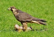 falcon-wildpark-poing-prey-access-1329634.jpg