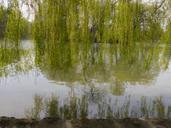 willow-tree-nature-landscape-lake-329402.jpg