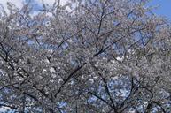 cherry-blossoms-flowers-cherry-217612.jpg