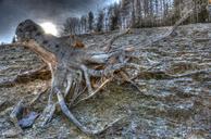 tree-root-hdr-644360.jpg