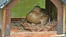 mallard-breed-bird-duck-females-1206560.jpg