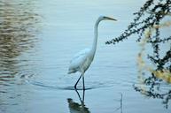 great-egret-bird-water-egret-1310911.jpg