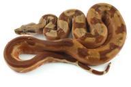 reptile-snake-hypo-boa-constrictor-242634.jpg