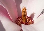 magnolia-blossom-bloom-middle-1352336.jpg