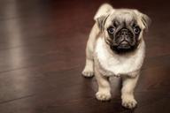 Pug_Puppy.jpg