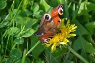 peacock-butterfly-butterfly-flower-487013.jpg