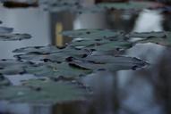 arboretum-lotus-leaf-pond-1611507.jpg