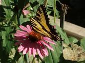 butterfly-coneflower-swallowtail-640071.jpg