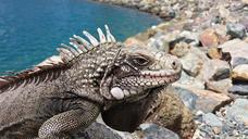 reptile-iguana-lizard-wildlife-1246666.jpg