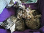 kittens-eyes-cat-668875.jpg