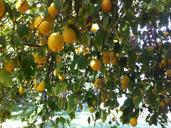 citrus-lemons-organic-refreshment-553287.jpg