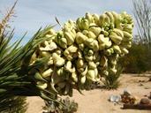 Joshua_tree_(Yucca_brevifolia)_blossoms;_Twentynine_Palms,_California.jpg