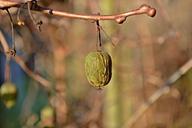 kiwi-berries-berries-autumn-winter-1104201.jpg