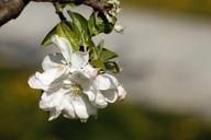 cherry-blossoms-spring-326651.jpg