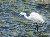 snowy-egret-egret-bird-wildlife-355695.jpg