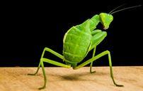 praying-mantis-fishing-locust-green-190176.jpg