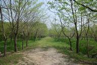 wood-nature-landscape-arboretum-742338.jpg