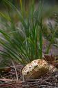 mushroom-autumn-grass-646128.jpg