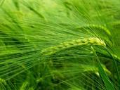 barley-cereals-hordeum-vulgare-ear-509954.jpg