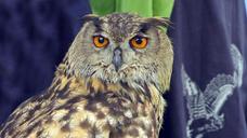 raptor-owl-eagle-owl-eyes-bill-1423555.jpg