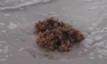 seaweed-beach-ocean-nature-tide-299250.jpg