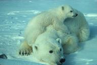 polar-bear-mother-cub-white-arctic-710165.jpg