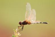 dragonfly-macro-insect-outdoor-517069.jpg