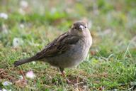 sparrow-animal-bird-grass-1068038.jpg